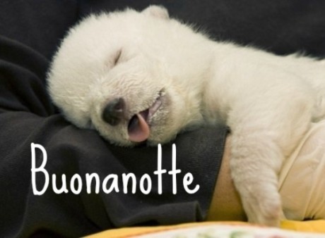 foto dolci e simpatiche per buonanotte su WhatsApp (7)