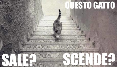 gatto scende o sale